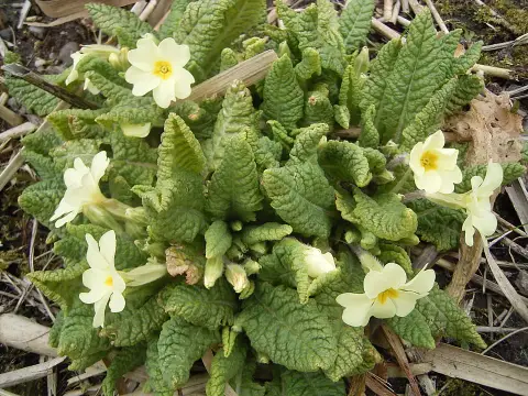 Kankalin / Primula PRETTY POLLY 'Jersey Cream'