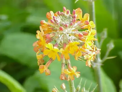 Kankalin / Primula bullesiana