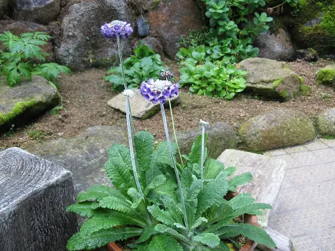 Fejecskés kankalin / Primula capitata subsp. capitata (syn. mooreana)