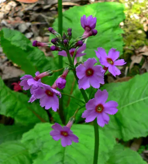 Japán kankalin / Primula japonica 'Appleblossom'