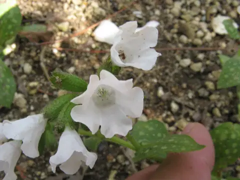 Orvosi tüdőfű / Pulmonaria officinalis 'Sissinghurst White'