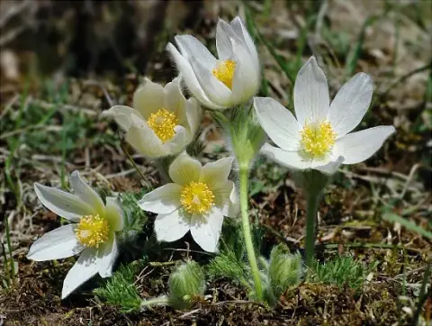 Nyugati kökörcsin / Pulsatilla vulgaris 'Alba'