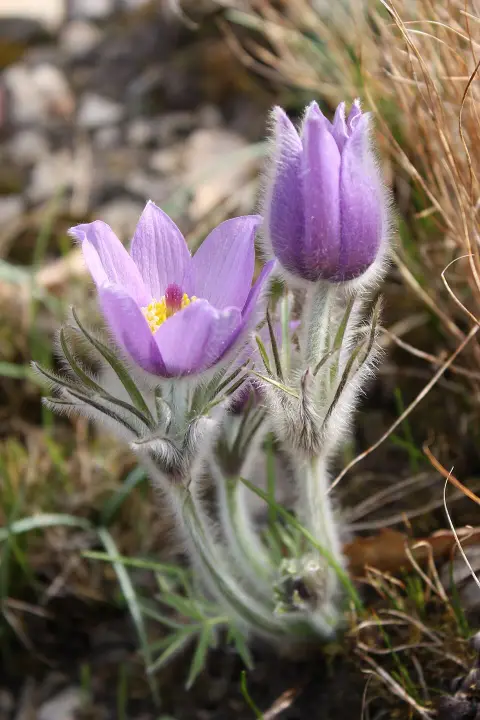 Nyugati kökörcsin / Pulsatilla vulgaris 'Prima Papagena'
