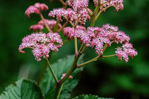 Nagytermetű tópartifű / Rodgersia aesculifolia var. henrici
