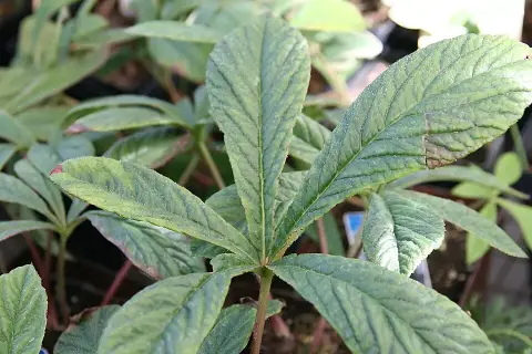 Tenyeres tópartifű / Rodgersia pinnata 'Chocolate Wings'