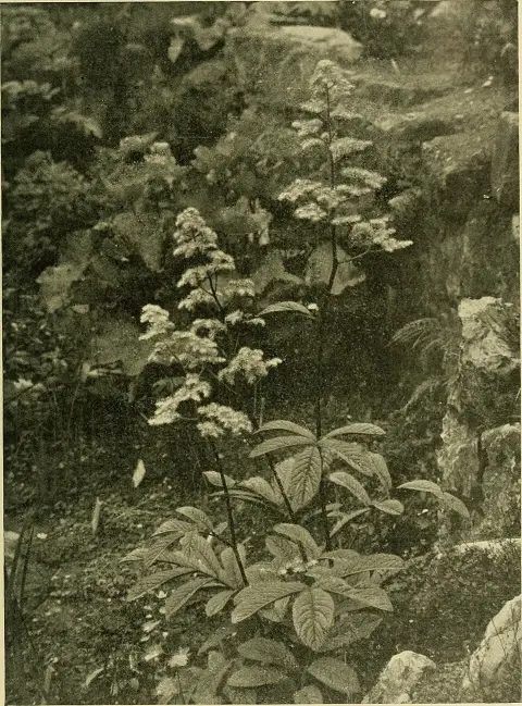 Tenyeres tópartifű / Rodgersia pinnata 'White'