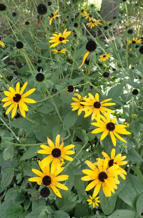 Kúpvirág / Rudbeckia deamii