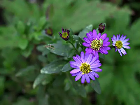 Ázsiai őszirózsa / Aster ageratoides 'JS Eleven Purple'