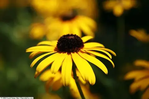 Pompás kúpvirág / Rudbeckia fulgida 'Viette's Little Suzy'