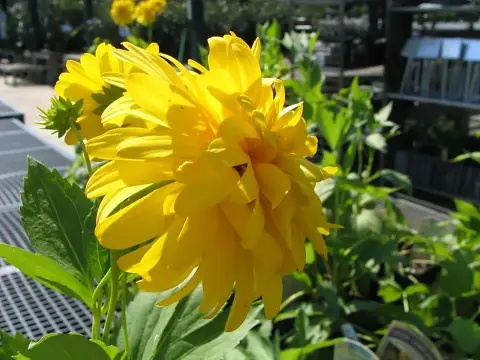 Magas kúpvirág / Rudbeckia laciniata 'Goldquelle'