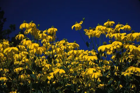 Kúpvirág / Rudbeckia nitida 'Herbstsonne'