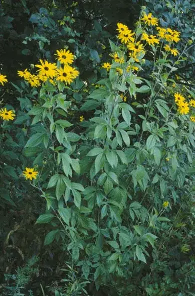 Édeslevelű kúpvirág / Rudbeckia subtomentosa 'Loofasha Wheaten Gold'