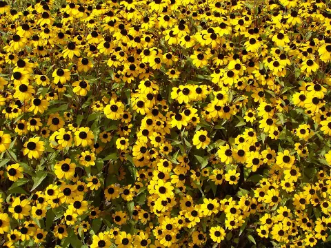 Kisfészkű kúpvirág / Rudbeckia triloba 'Blackjack Gold'