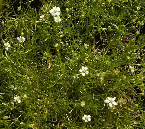 Szálkás zöldhúr / Sagina subulata