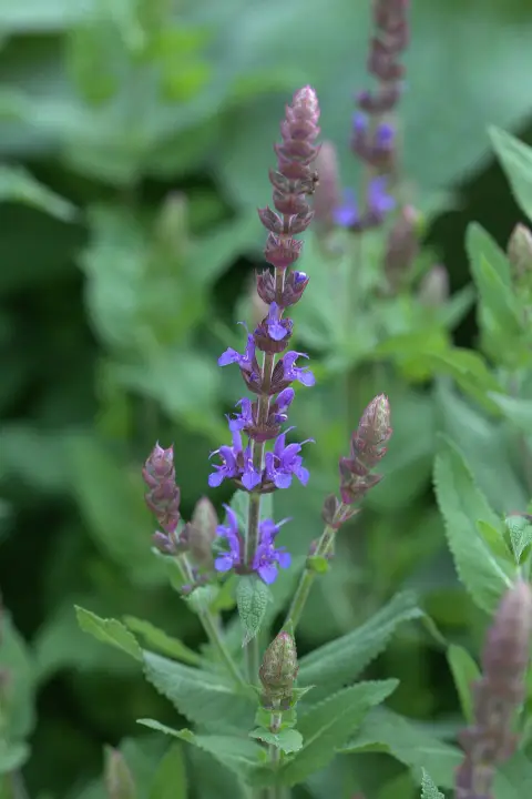 Ligeti zsálya / Salvia nemorosa 'Blue by You'