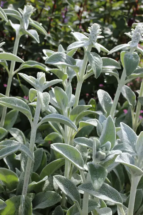 Ligeti zsálya / Salvia nemorosa 'Caradonna'