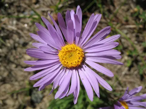 Havasi őszirózsa / Aster alpinus 'Violet'