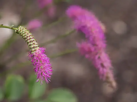 Vérfű / Sanguisorba hakusanensis 'Lilac Squirrel'