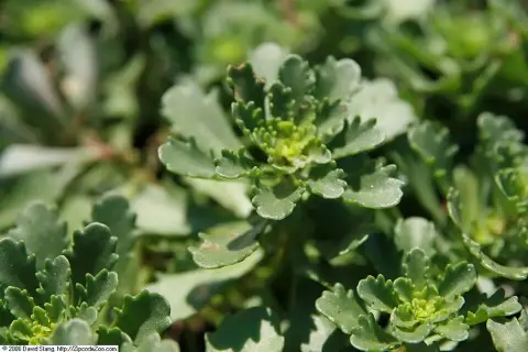 Késői szappanfű / Saponaria x lempergii 'Max Frei'