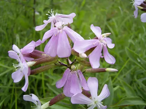 Orvosi szappanfű / Saponaria officinalis 'Alba Plena'