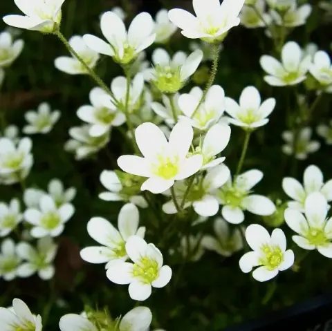 Pézsmaillatú kőtörőfű / Saxifraga moschata 'Pixie'