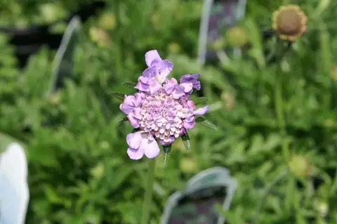 Galambszínű ördögszem / Scabiosa columbaria 'Butterfly Blue'