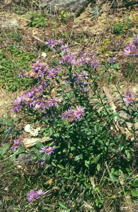 Csillag őszirózsa / Aster amellus 'Veilchenkönigin' (syn. 'Violet Queen')