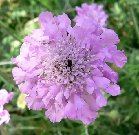 Galambszínű ördögszem / Scabiosa columbaria 'Pink Mist'