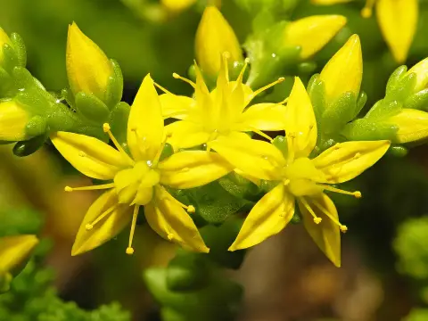 Borsos varjúháj / Sedum acre