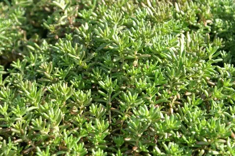 Fehér varjúháj / Sedum album 'Murale'