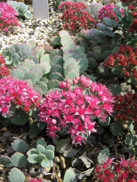 Japán varjúháj / Sedum cauticola 'Bertram Anderson'