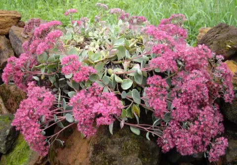 Japán varjúháj / Sedum cauticola 'Lidakense'