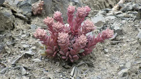 Rózsáskék varjúháj / Sedum cyaneum 'Sachalin'