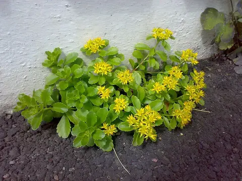 Örökzöld varjúháj / Sedum hybridum