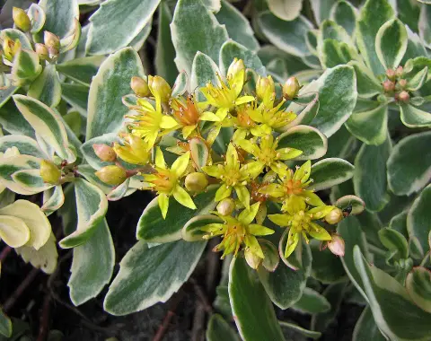 Kamtschatkai varjúháj / Sedum kamtschaticum 'Variegatum'