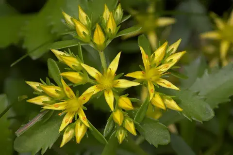 Varjúháj / Sedum kurilense