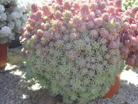 Kis-ázsiai varjúháj / Sedum lydium 'Glaucum'