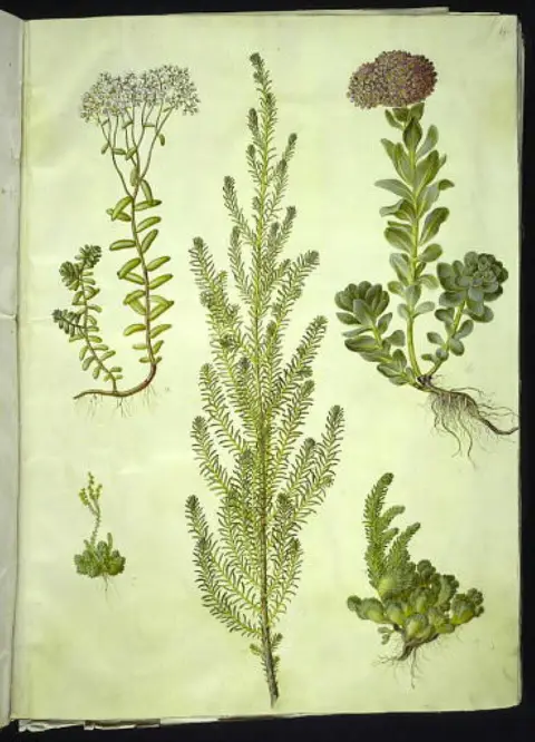 Tarajos varjúháj / Sedum reflexum f. cristatum