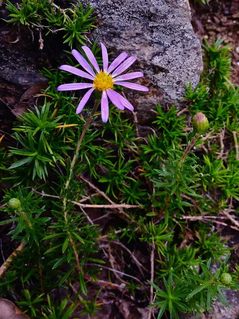 Őszirózsa / Aster linariifolius