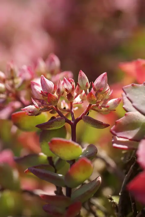 Kínai varjúháj / Sedum tatarinowii