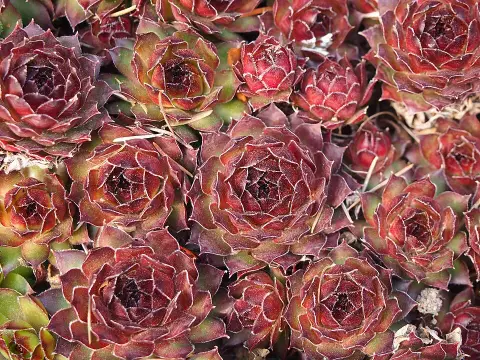 Kövirózsa / Sempervivum 'Noir'