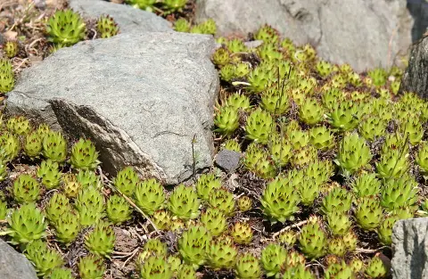 Rózsás kövirózsa / Sempervivum marmoreum 'Brunneifolium'