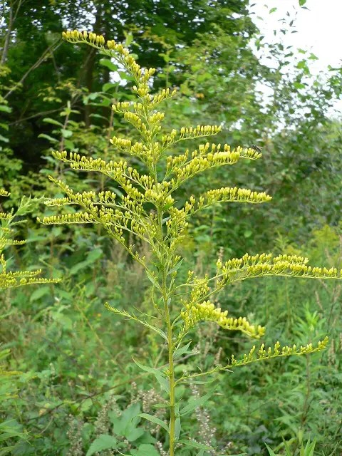 Kanadai aranyvessző / Solidago canadensis 'Sweety'