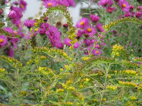Aranyvessző / Solidago rugosa 'Fireworks'