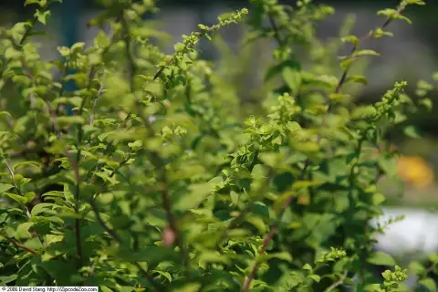 Aranyvessző / Solidago sphacelata 'Golden Fleece'