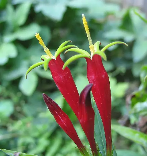 Tüzes szegfűgyökér / Spigelia marilandica 'Little Readhead'