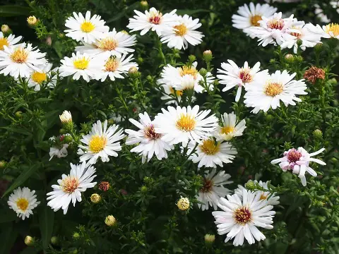Törpe őszirózsa / Symphyotrichum (syn. Aster) dumosum 'Apollo'