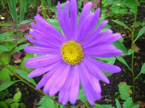 Frikart-őszirózsa / Aster × frikartii 'Jungfrau'