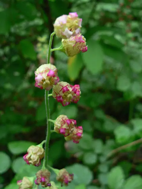 Csészerolyt / Tellima grandiflora