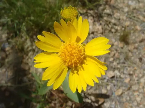 Aranycsillag / Tetraneuris (syn. Hymenoxys) scaposa